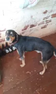 Gordo