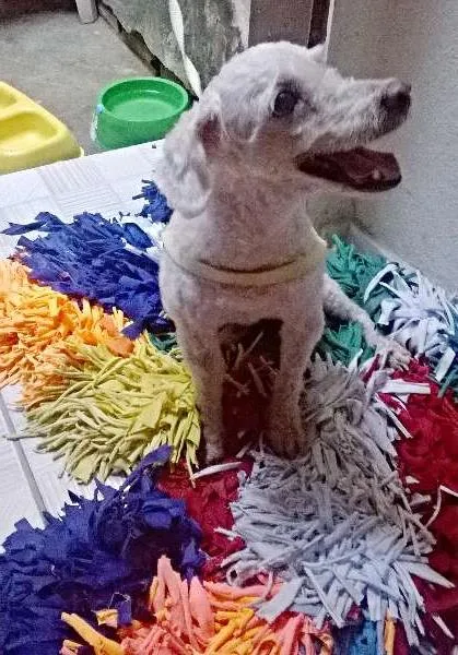 Cachorro raça poodle idade 1 ano nome Fred