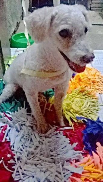 Cachorro raça poodle idade 1 ano nome Fred