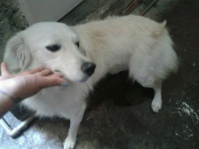 Cachorro ra a mix de golden idade  nome tedy