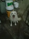 tedy