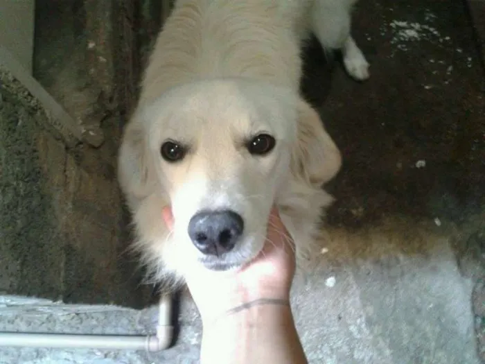 Cachorro ra a mix de golden idade  nome tedy