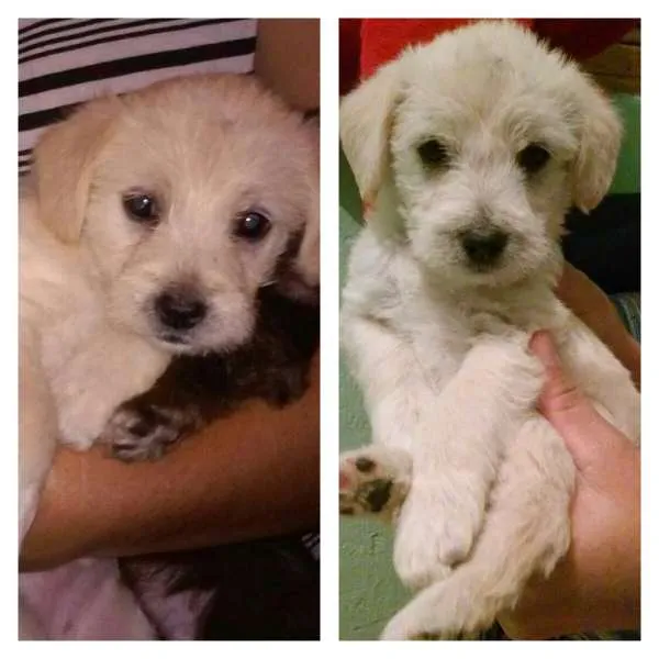 Cachorro ra a Vira Lata idade Abaixo de 2 meses nome Sem Nome