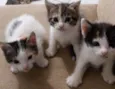 gatinhos