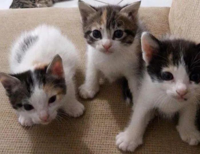 Gato ra a SRD idade Abaixo de 2 meses nome gatinhos