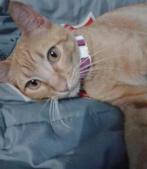 Gato raça  idade 1 ano nome Mel e Barth