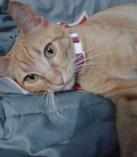Gato ra a  idade 1 ano nome Mel e Barth