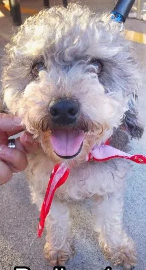 Cachorro raça SRD idade 1 ano nome PUDIM