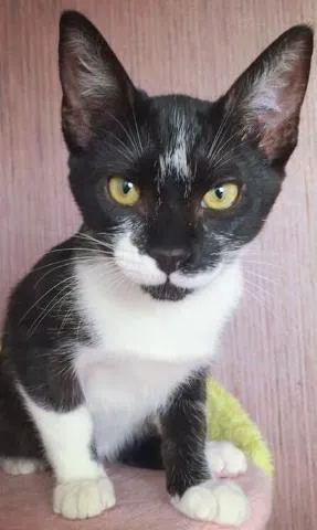 Gato ra a SRD idade 2 a 6 meses nome MIKAEL E MARTIN