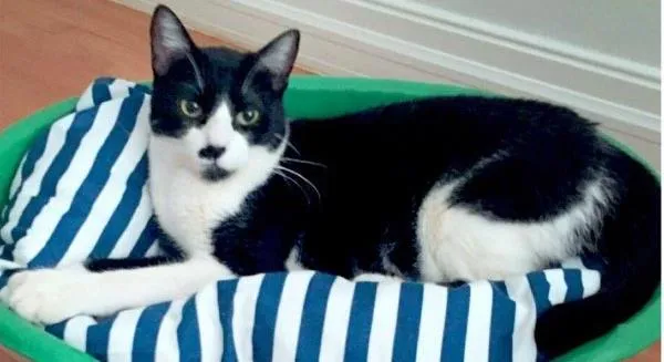 Gato ra a SRD idade 1 ano nome BABALU