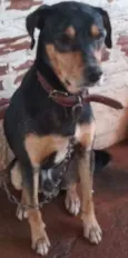 Gordo