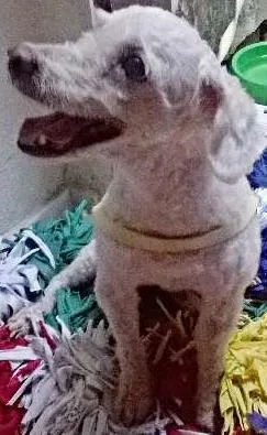 Cachorro raça poodle idade 1 ano nome Fred