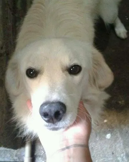 Cachorro ra a mix de golden idade  nome tedy
