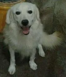 Cachorro ra a mix de golden idade  nome tedy
