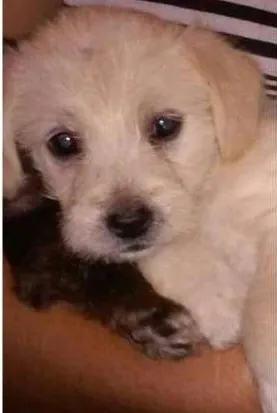 Cachorro ra a Vira Lata idade Abaixo de 2 meses nome Sem Nome