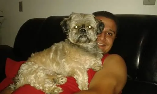 Cachorro ra a Shih tzu idade 6 ou mais anos nome Lupy