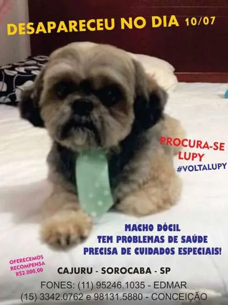 Cachorro ra a Shih tzu idade 6 ou mais anos nome Lupy