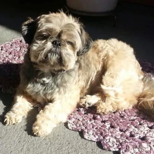 Cachorro ra a Shih tzu idade 6 ou mais anos nome Lupy