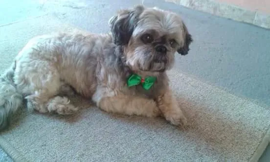 Cachorro ra a Shih tzu idade 6 ou mais anos nome Lupy