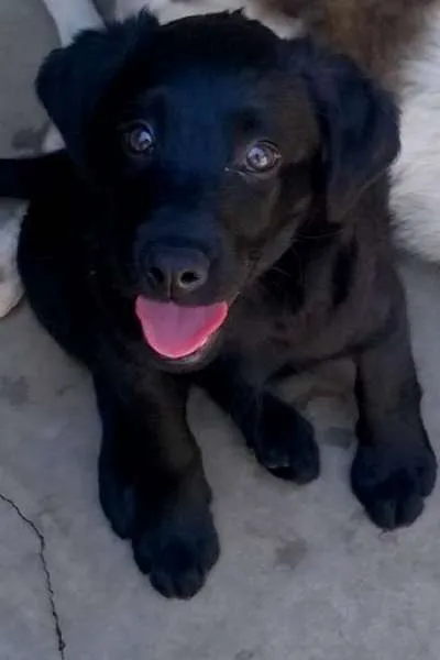 Cachorro ra a SRD idade  nome Cindy
