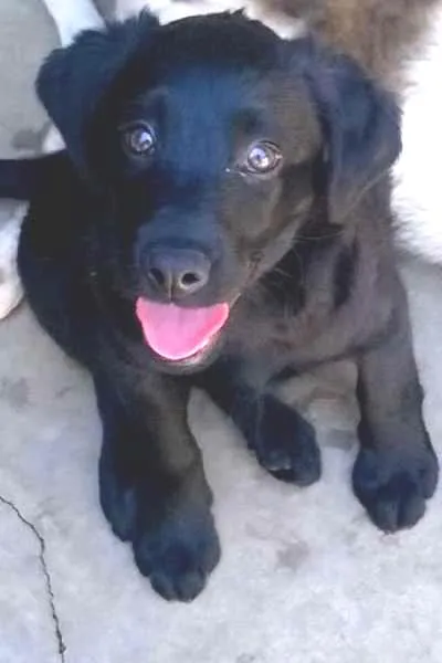 Cachorro ra a SRD idade  nome Cindy