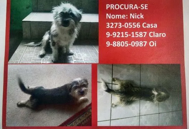 Cachorro ra a Lhasa Apso com Vira lata idade 6 ou mais anos nome Nick