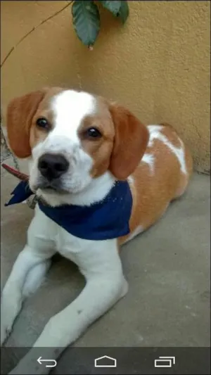 Cachorro raça Vira lata idade 2 a 6 meses nome Mia
