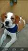 Cachorro raça Vira lata idade 2 a 6 meses nome Mia