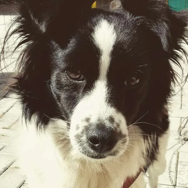 Cachorro ra a SRD idade 6 ou mais anos nome Lord
