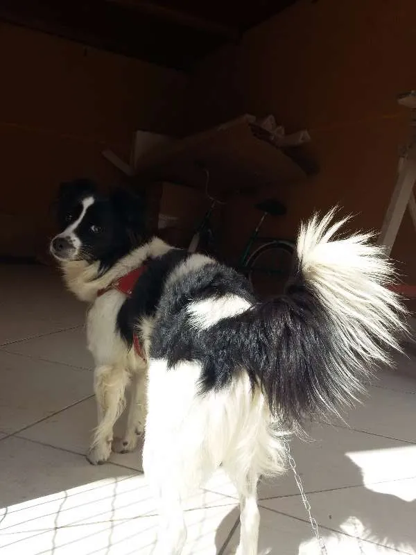 Cachorro ra a SRD idade 6 ou mais anos nome Lord