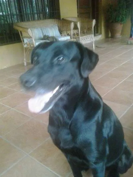 Cachorro raça Vira-lata idade 2 anos nome Dino