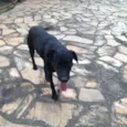 Cachorro raça Vira-lata idade 2 anos nome Dino