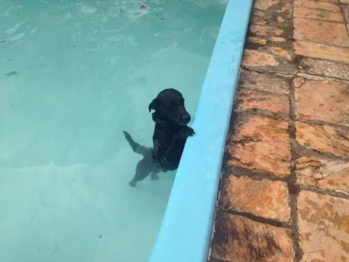 Cachorro raça Vira-lata idade 2 anos nome Dino