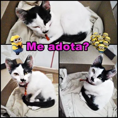 Gato ra a VL idade 2 a 6 meses nome Sem nome