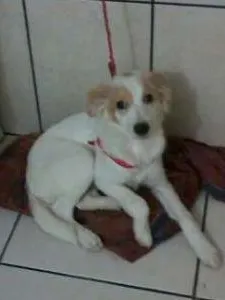 Cachorro ra a srd idade 2 a 6 meses nome Bredy