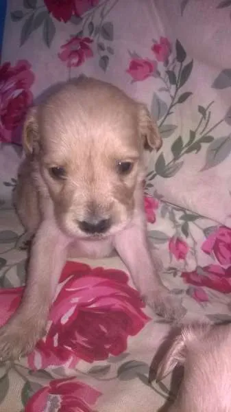 Cachorro ra a mix de golden idade  nome bebe lu