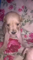 bebe lu