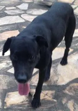 Cachorro raça Vira-lata idade 2 anos nome Dino
