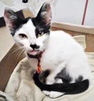 Gato ra a VL idade 2 a 6 meses nome Sem nome