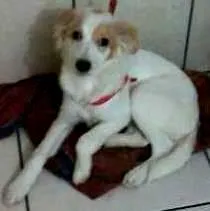 Cachorro raça srd idade 2 a 6 meses nome Bredy