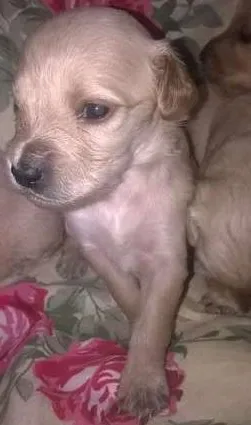 Cachorro raça mix de golden idade  nome bebe lu