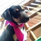 Cachorro ra a SRD idade 2 a 6 meses nome Magali