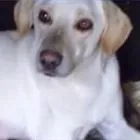 Cachorro ra a mix labrador idade 1 ano nome Sofie