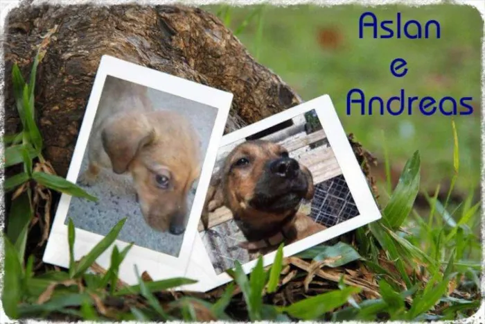 Cachorro ra a SRD idade 2 a 6 meses nome Aslan e Andreas