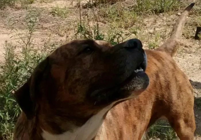 Cachorro ra a Dogo argentino  idade 6 ou mais anos nome Chicão