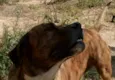Chicão