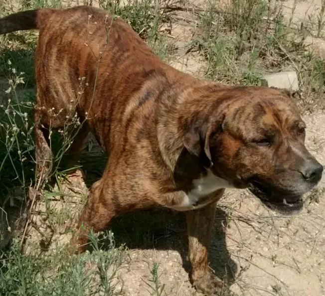 Cachorro ra a Dogo argentino  idade 6 ou mais anos nome Chicão