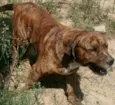 Chicão
