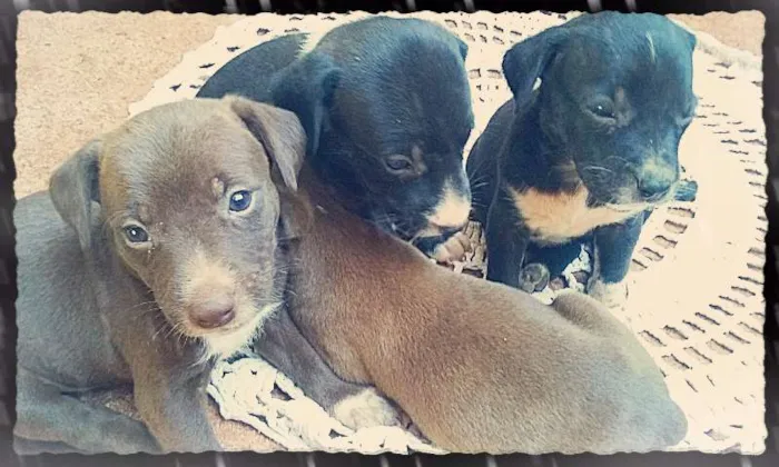 Cachorro ra a Não definida idade Abaixo de 2 meses nome Filhotes