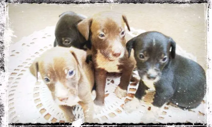 Cachorro ra a Não definida idade Abaixo de 2 meses nome Filhotes